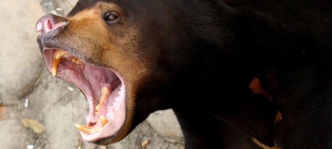 Жизнь Лунных и Солнечных медведей Жизнь Лунных и Солнечных медведей