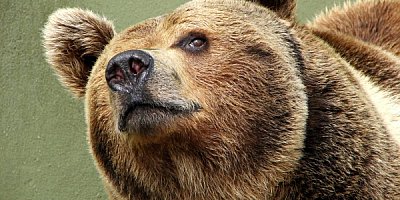 Интересные факты о бурых медведях