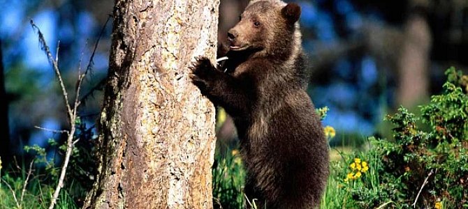 Медведь как символ нации Медведь как символ нации