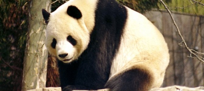 Национальное сокровище Китая - большая панда