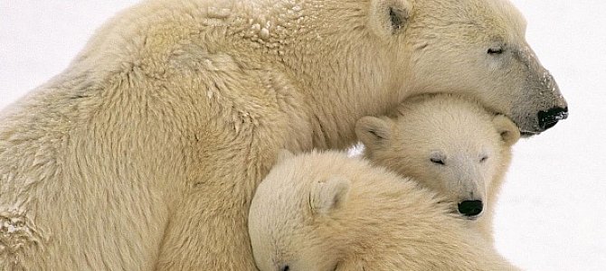 Оригинальный представитель отряда хищников - медведь Оригинальный представитель отряда хищников - медведь