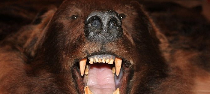 Особенности лечения зубов у медведей