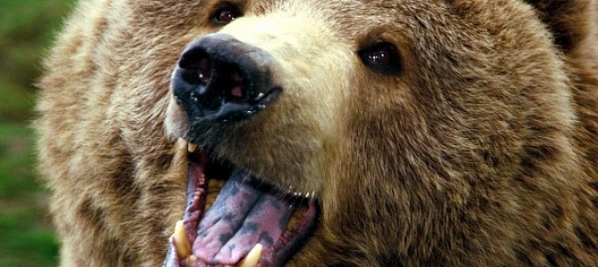 Особенности характера медведя: преувеличенная опасность Особенности характера медведя: преувеличенная опасность