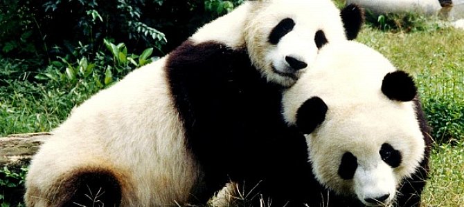 Панда не перестает быть популярнейшим символом Поднебесной