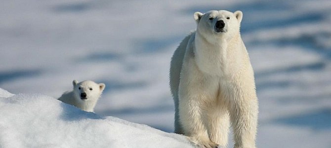 Полярные медведи и глобальное потепление