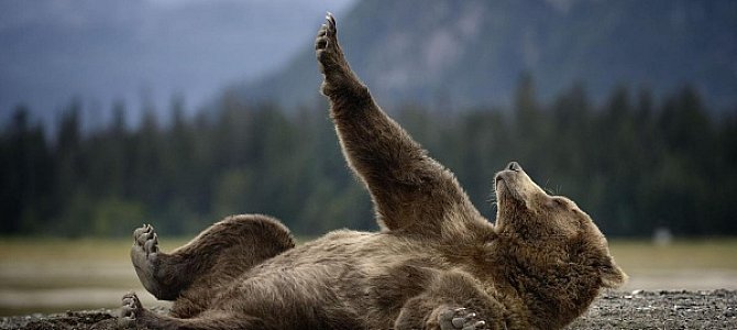 Правила поведения при встрече с медведем Правила поведения при встрече с медведем