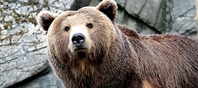 Рацион камчатского медведя: преобладающее вегетарианство
