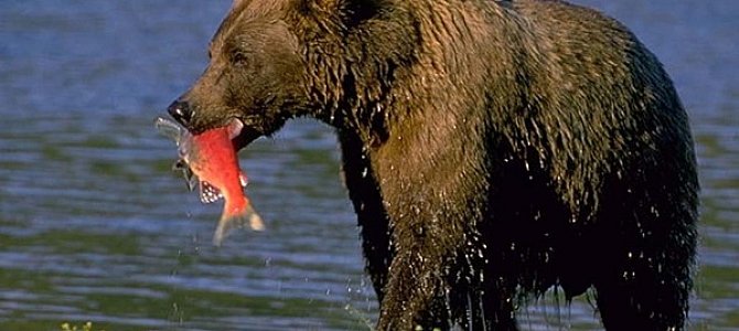 Чем питаются медведи планеты Земля? 