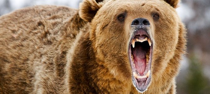 Ареал обитания таинственных и опасных медведей гризли