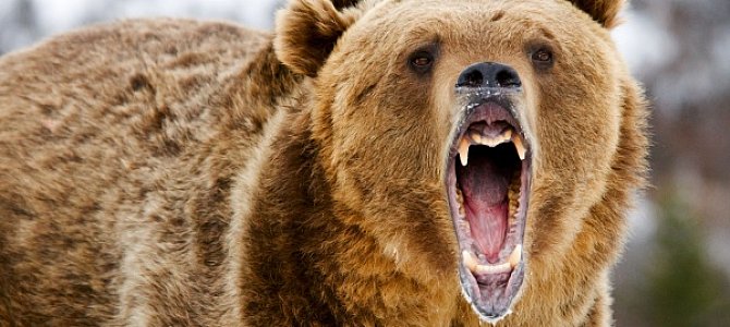 Ареал обитания таинственных и опасных медведей гризли Ареал обитания таинственных и опасных медведей гризли