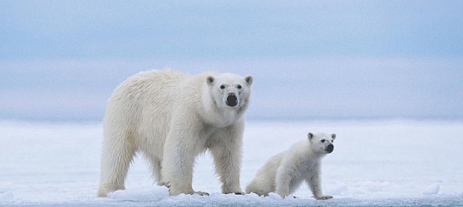 Белые медведи. Повадки и среда обитания