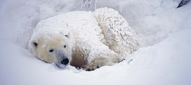 Белый медведь на грани исчезновения Белый медведь на грани исчезновения