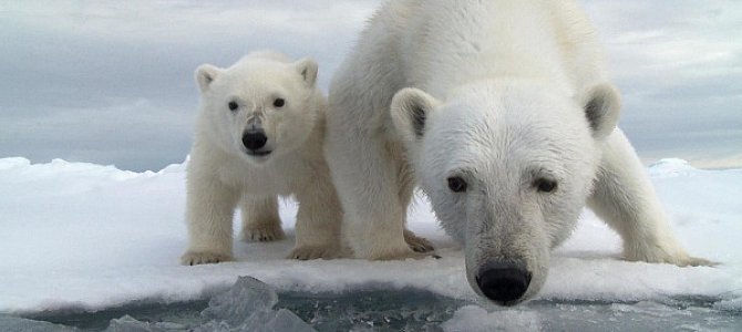 Белым медведям в Арктике не уютно