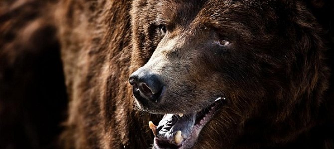 Жизнь и повадки медведей гризли Жизнь и повадки медведей гризли