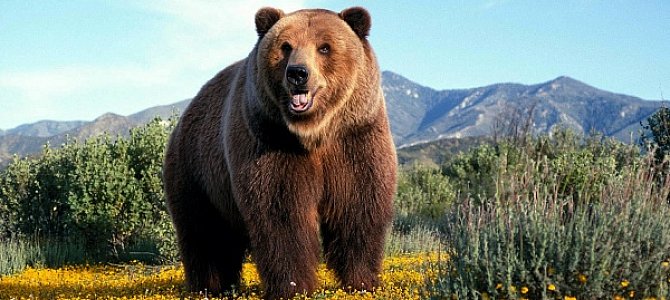 Злобный рев или медведи гризли! Злобный рев или медведи гризли!