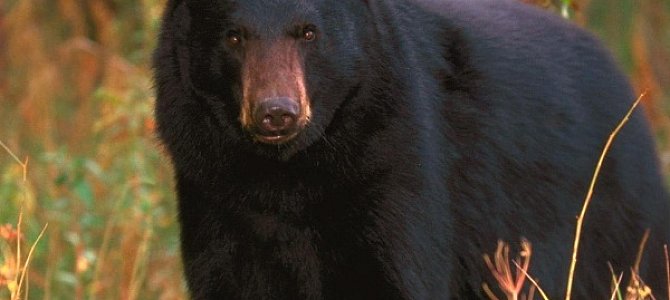 Интересные факты о черных медведях