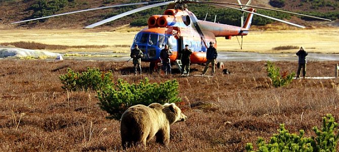 Как живут медведи среди людей Как живут медведи среди людей