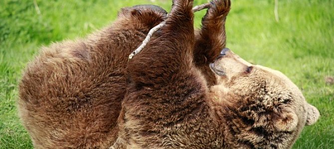 Образ жизни лесного бурого медведя Образ жизни лесного бурого медведя
