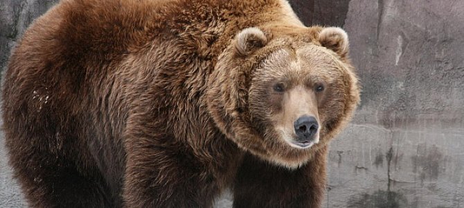 Свирепый хищник Америки Свирепый хищник Америки