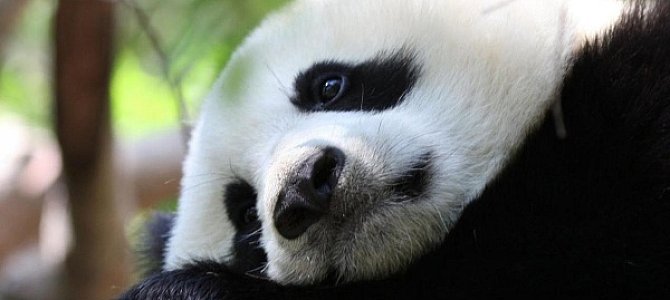 Среда обитания большой панды