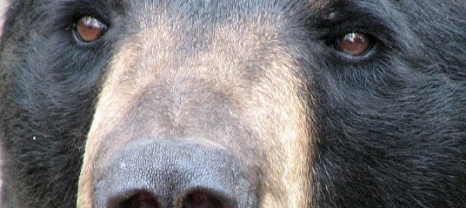 Черные медведи – лесные обитатели Америки