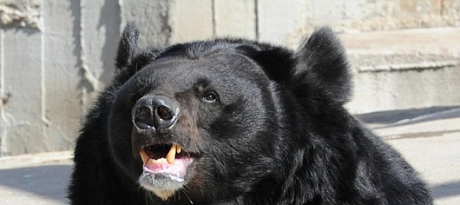 Особенности популяции гималайских медведей