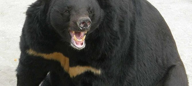 Гималайский медведь - ценный трофей Гималайский медведь - ценный трофей