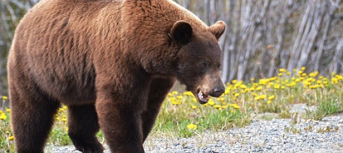 Гризли и особенности их жизни Гризли и особенности их жизни