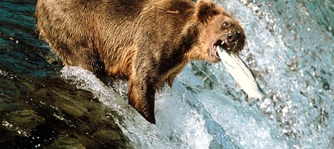 Гризли – американский брат бурого медведя