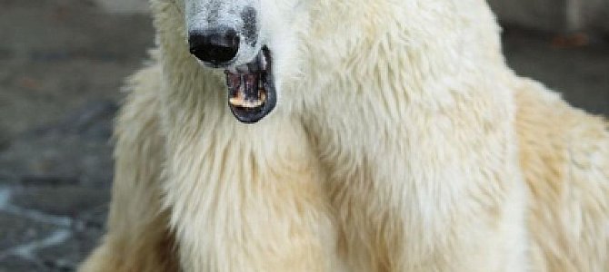Медведь: виды и среда обитания