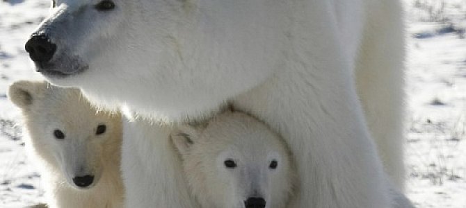 Особенности жизни белых медведей.