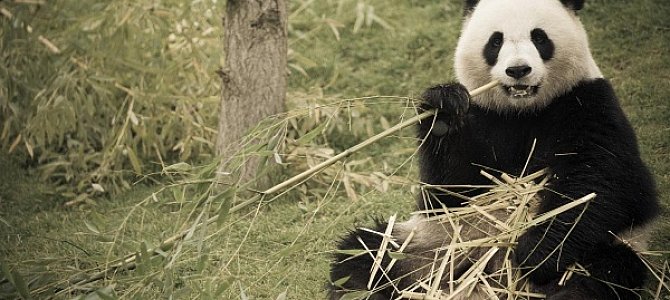 Панда: разновидности, обитание и образ жизни