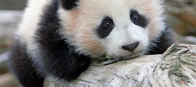 Панды и особенности их питания и среды проживания