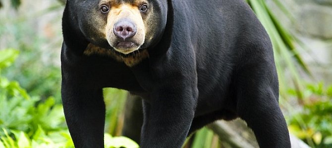Самый маленький медведь на свете Самый маленький медведь на свете