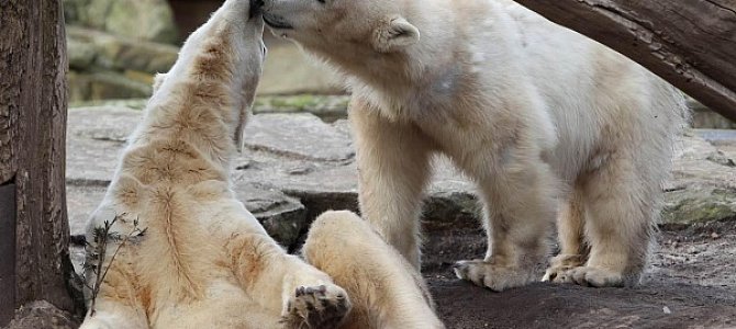 Содержание белых медведей в московском зоопарке