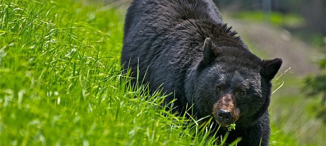 Где можно встретить азиатского черного медведя