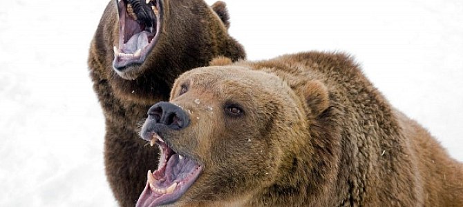 Гризли - бурый мишка иностранец Гризли - бурый мишка иностранец