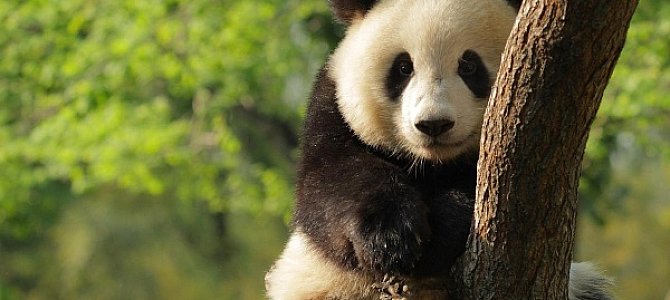 Загадочная панда – медведь или другое животное?