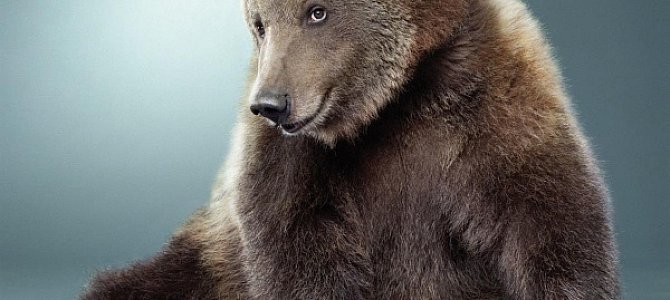 Какие они медведи? Какие они медведи?