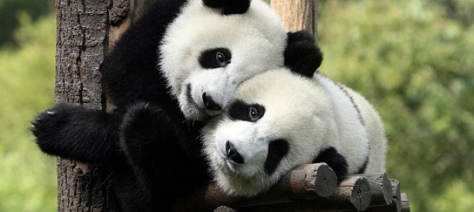 Панда - наикрасивейшее чудо природы