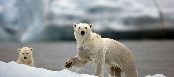 Обитание белых медведей
