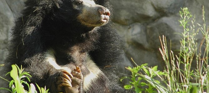Редкий вид медведей: медведи-губачи Редкий вид медведей: медведи-губачи