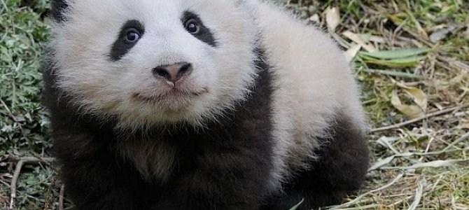 Место проживания панд Место проживания панд