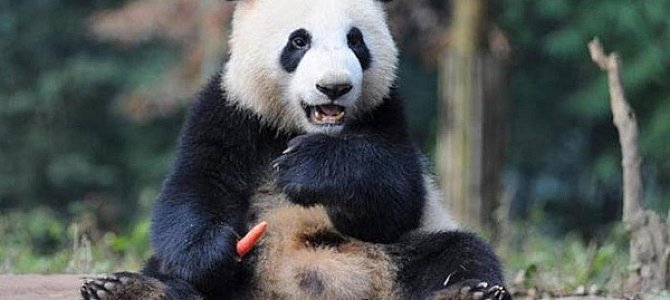 Панда или сюнмао