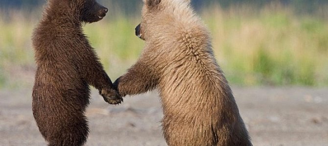 Опасный медведь гризли