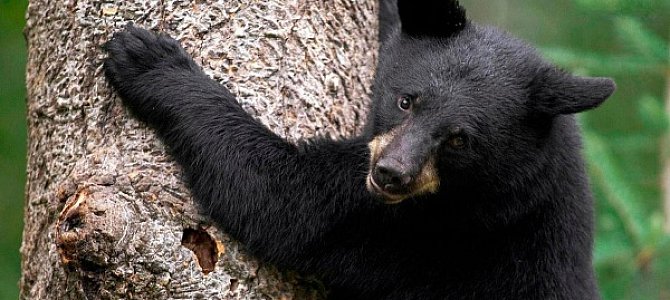 Призрак канадского медведя Призрак канадского медведя