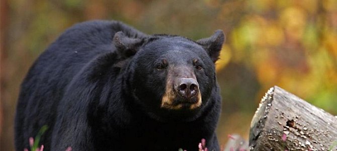 Барибал - черный медведь Северной Америки