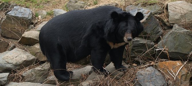 Гималайские медведи: их образ жизни и внешний вид