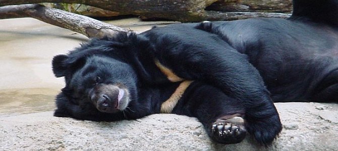 Любители полазить по деревьям Любители полазить по деревьям