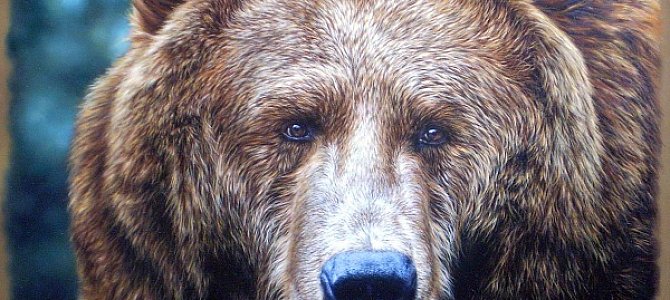 Медведь – это кто? Медведь – это кто?